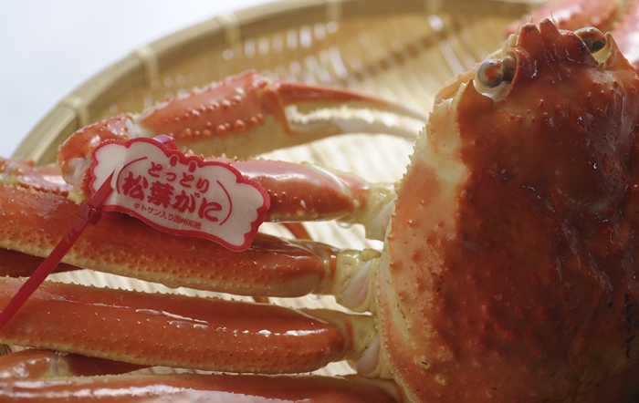 【鳥取県産】活松葉ガニ