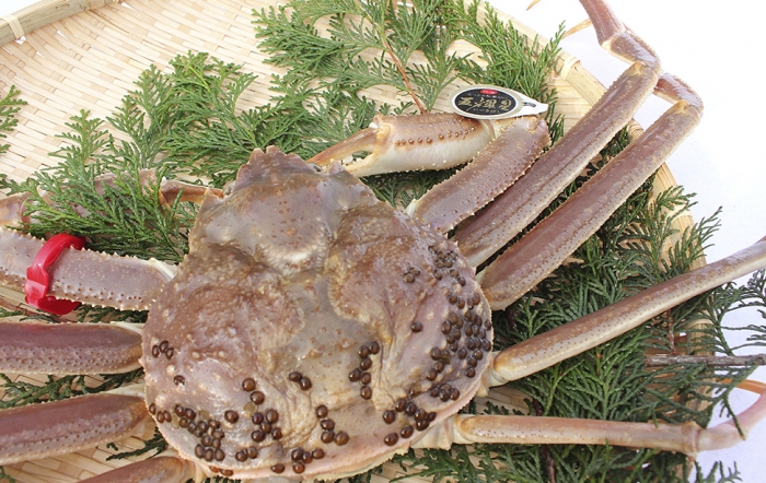 【特選】活松葉【五輝星】重さ1200g以上